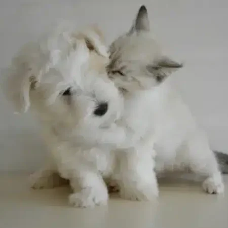 A fluffy white puppy and a light-colored kitten are shown together.